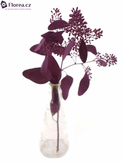 EUCALYPTUS POPULUS BERRIES CERISE