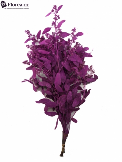 EUCALYPTUS POPULUS BERRIES CERISE