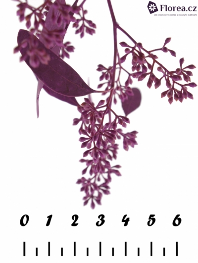 EUCALYPTUS POPULUS BERRIES CERISE