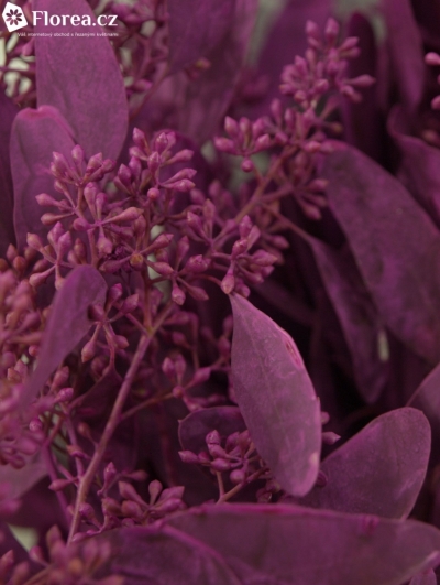 EUCALYPTUS POPULUS BERRIES CERISE