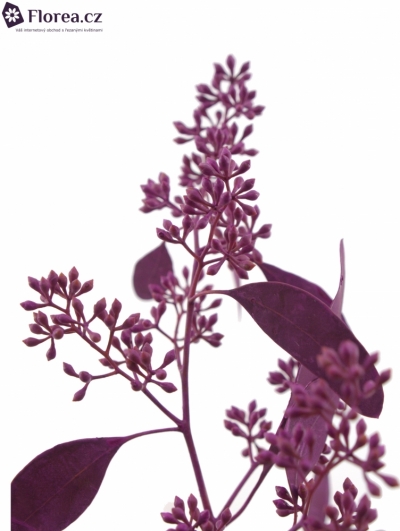 EUCALYPTUS POPULUS BERRIES CERISE 200g