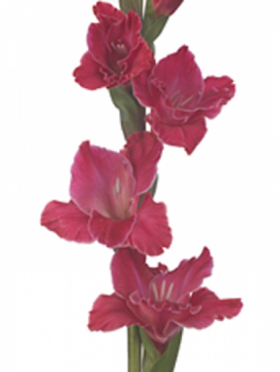 Gladiol GR FAIRYTALE PINK 85cm/50cm
