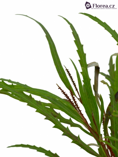 GREVILLEA LONG 70cm EX