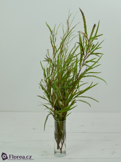 GREVILLEA LONG 70cm EX