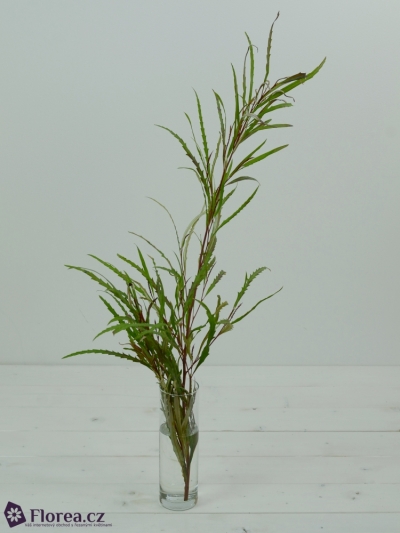 GREVILLEA LONG 70cm EX