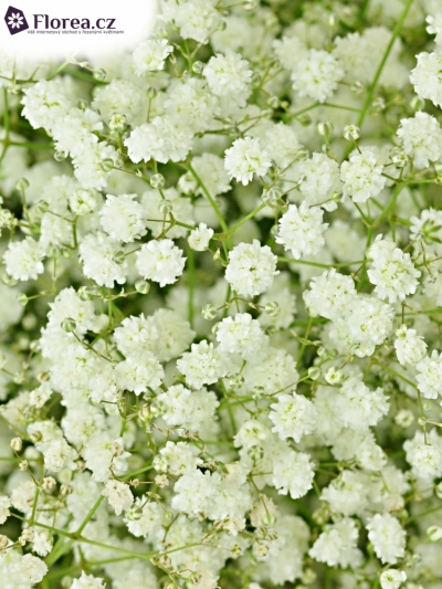 GYPSOPHILA PA BEAUTY BRIDE 70cm/20g