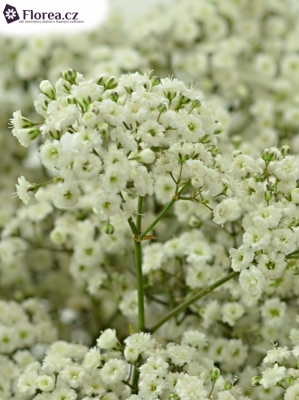 GYPSOPHILA PA DOUBLE TIME 50g EX