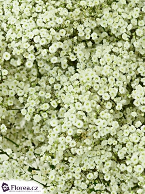 GYPSOPHILA PA DOUBLE TIME 50g EX