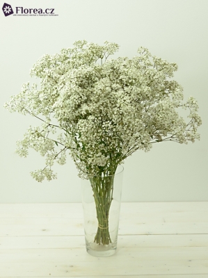 GYPSOPHILA PA DOUBLE TIME 70cm/25g