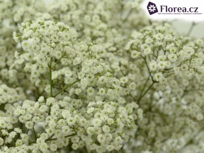 GYPSOPHILA PA DOUBLE TIME 70cm/25g
