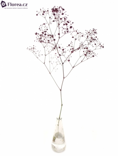 GYPSOPHILA PA DARK PINK