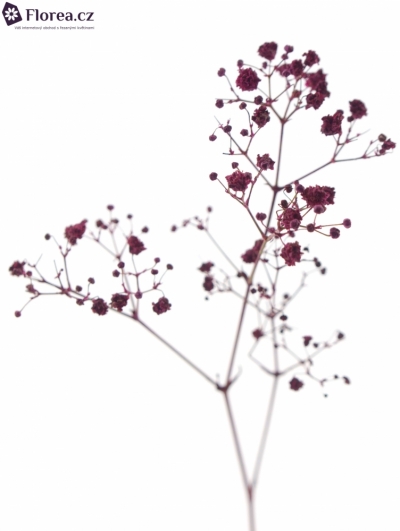 GYPSOPHILA PA DARK PINK 80cm/20g