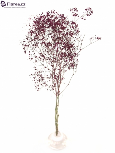 GYPSOPHILA PA DARK PINK