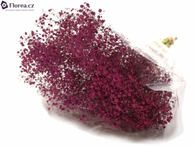 GYPSOPHILA PA DARK PINK