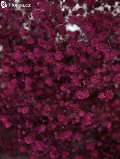 GYPSOPHILA PA DARK PINK
