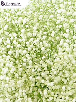 GYPSOPHILA PA PERFECTA 75G EXTRA