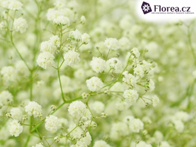GYPSOPHILA PA PERFECTA 75G EXTRA