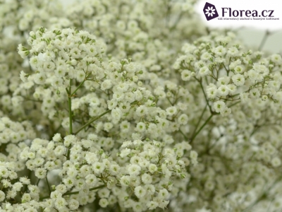 GYPSOPHILA PA STELLA MARIS 75cm/25g 