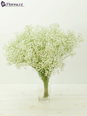 GYPSOPHILA PA TANGO 28g