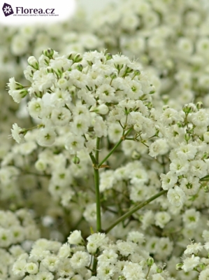 GYPSOPHILA PA ZI TYRRE 25g