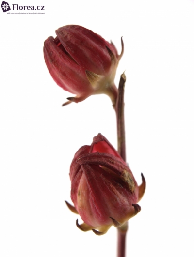 HIBISCUS BI-COLOR 60cm