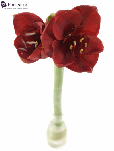 HIPPEASTRUM GA LIBERTY 