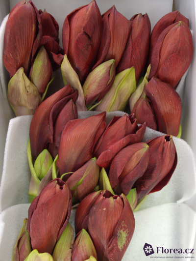 HIPPEASTRUM GA LIBERTY 