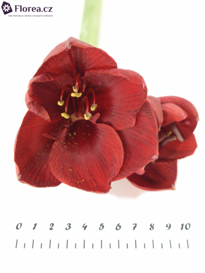 HIPPEASTRUM GA LIBERTY 