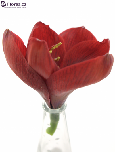 HIPPEASTRUM GA LIBERTY 