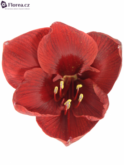 Amarylis GA LIBERTY 70cm/2kv/25box