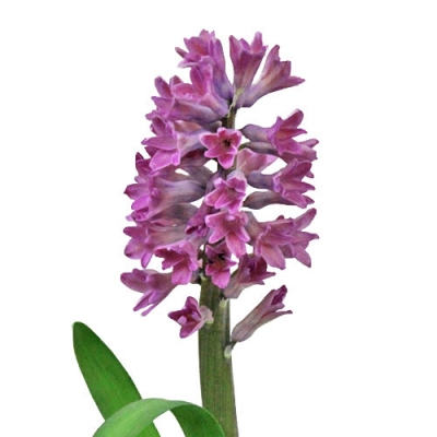 Hyacint PURPLE STAR 25g