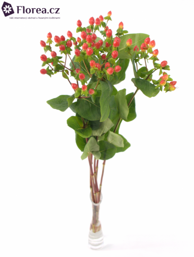 HYPERICUM A FIRE FLAIR 