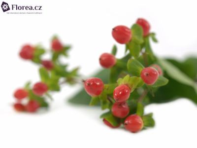 HYPERICUM A FIRE FLAIR 