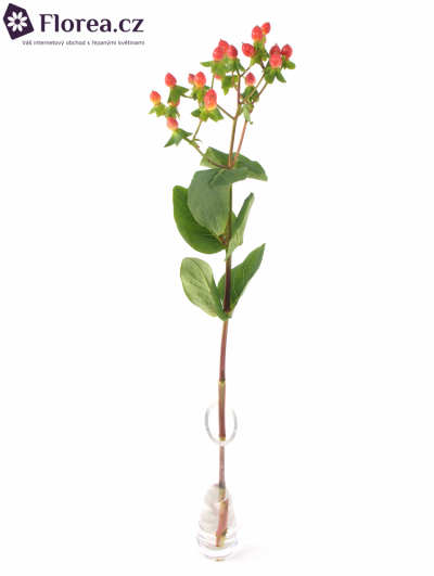 HYPERICUM A FIRE FLAIR 