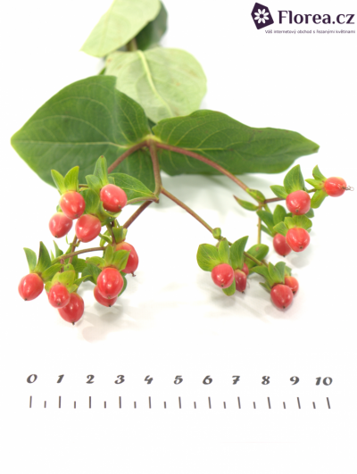 HYPERICUM A FIRE FLAIR 