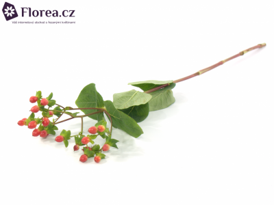 HYPERICUM A FIRE FLAIR 