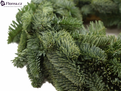 KRANS NOBILLIS (ADVENTNÍ VĚNEC)