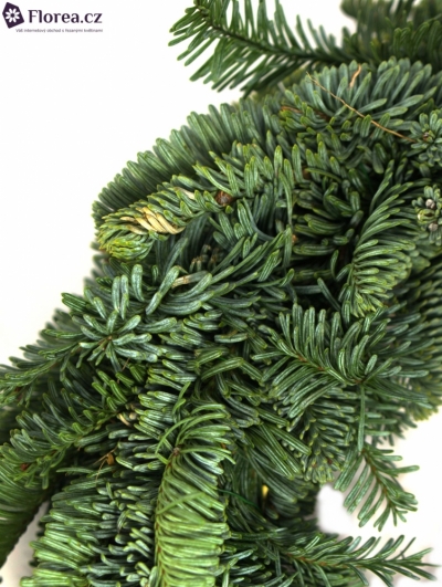 KRANS NOBILLIS (ADVENTNÍ VĚNEC)