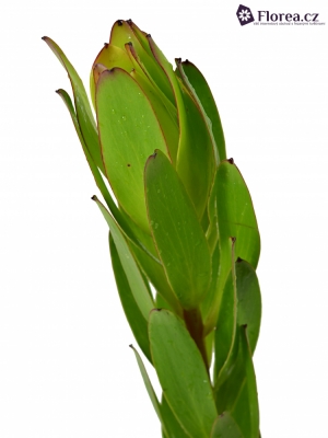 LEUCADENDRON KAMELEON 40cm