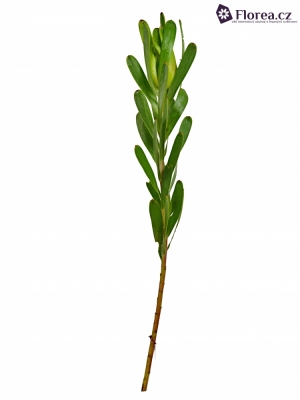 LEUCADENDRON KAMELEON 40cm