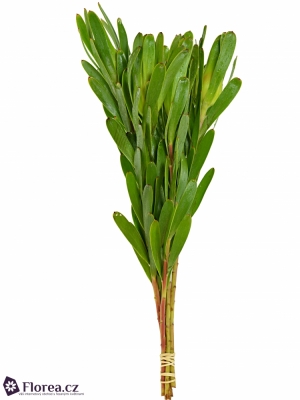 LEUCADENDRON KAMELEON 40cm