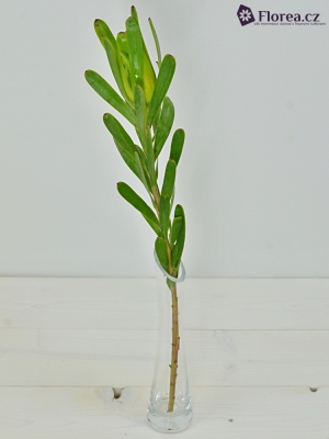 LEUCADENDRON KAMELEON 40cm