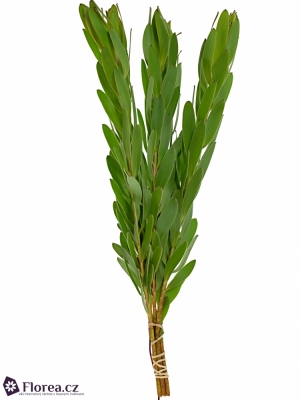 LEUCADENDRON KAMELEON 40cm