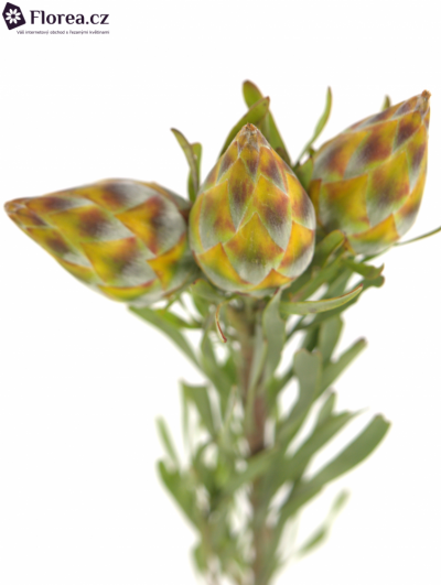 LEUCADENDRON RUBRUM 40cm