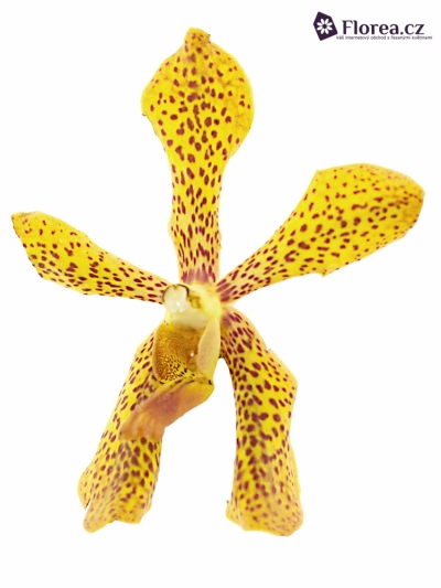 Orchidej PANNEE 50cm