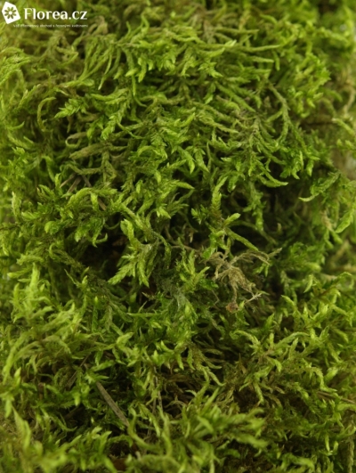 MOSS BLISTERVERPAKKING PLATMOS