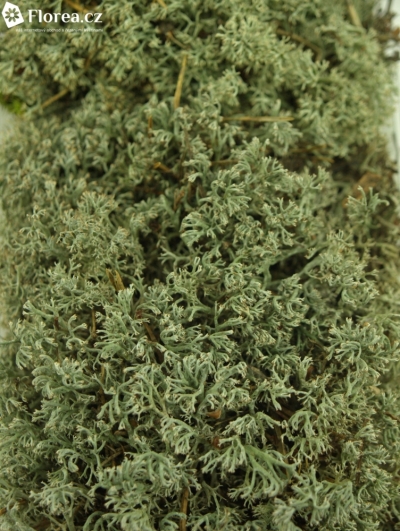 MOSS BLISTERVERPAKKING ZILVERMOSS