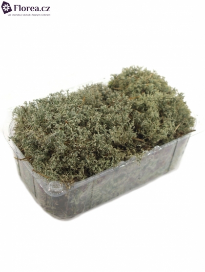 MOSS BLISTERVERPAKKING ZILVERMOSS