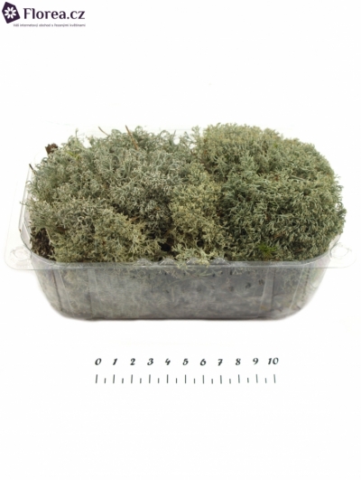 MOSS BLISTERVERPAKKING ZILVERMOSS