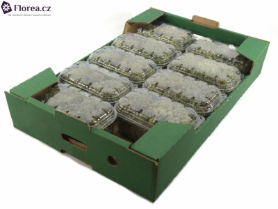 MOSS BLISTERVERPAKKING ZILVERMOSS